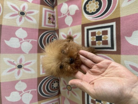 Sıfır boy toy poodle