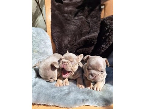 New shade isabella erkek french bulldog yavrular