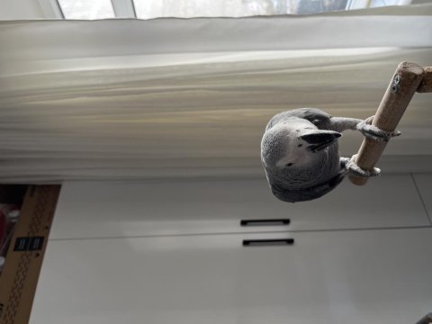 Jumbo boy evraklı belgeli jako papağanı
