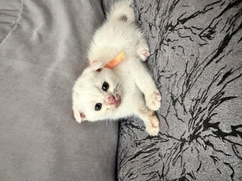 1.5 aylık scottish fold yavru kedimiz