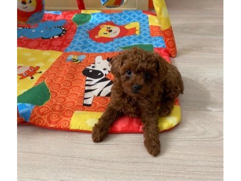 Toy poodle kore orjinal ev ortamında