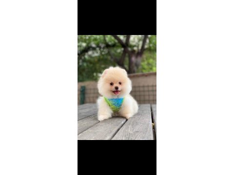 Minigim çok seker pomeranian boo
