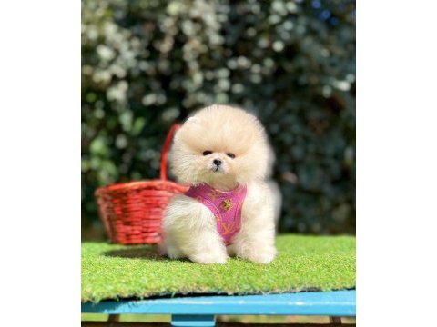 Safkan pomeranian boo yavrularımız