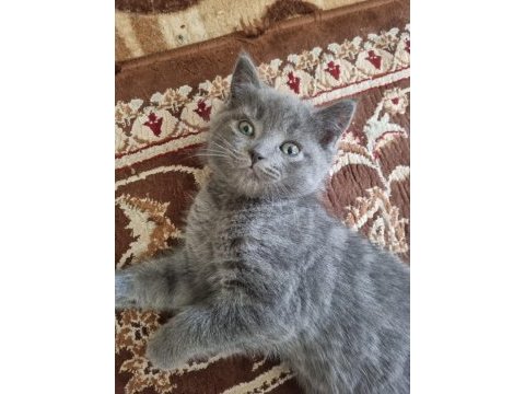 British shorthair