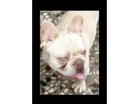 Aslan parçası kimbo fluffy l4 carrier
