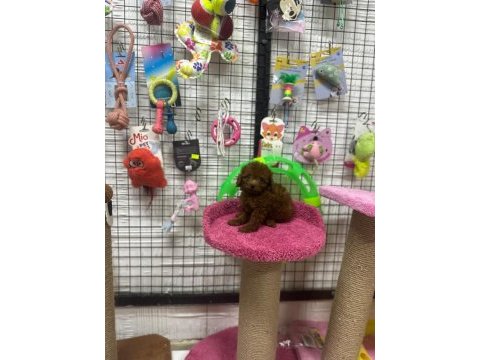 Poodle yavrumuz için iletişime geçebilirsiniz