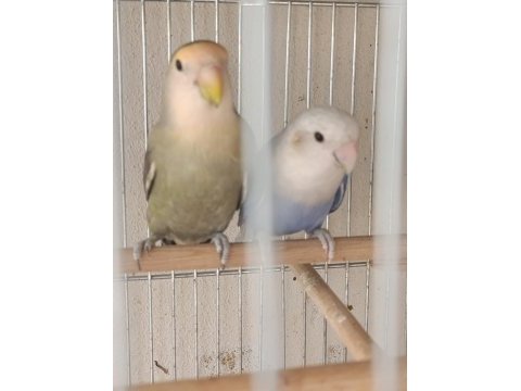 2 yaşında sevda papağanı çifti