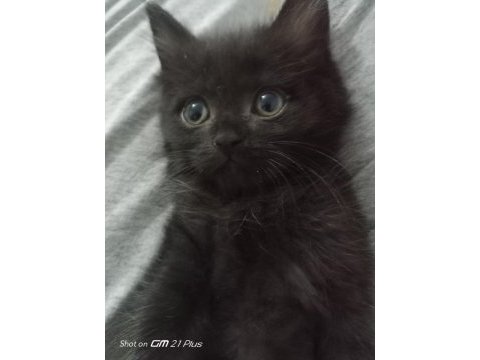 5 siyah tekir kedimiz 3 aylıklar