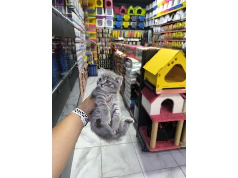 A kalite british scottish fold yavrularımız