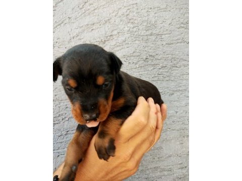 A scr a klass doberman