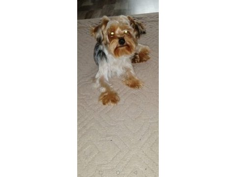 Çok sevecen orijinal terrier yorkshire esenler