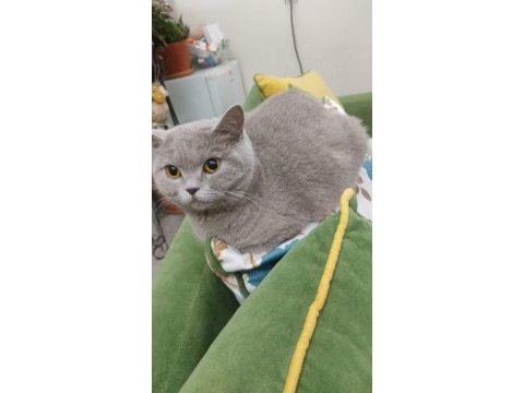 Cins scottish fold yavru