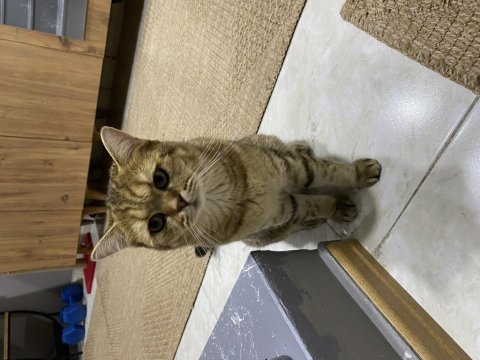 11 aylık british shorthair erkeğimiz yuvasını arıyor