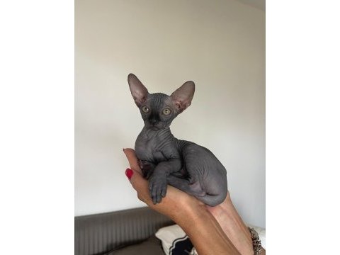Sphynx kitten | russian bloodline