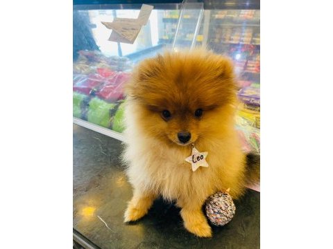 Pomeranian 4 aylık erkek yavru