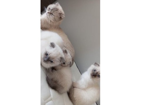 Şirin scottish fold yavrularımıza güzel aileler arıyoruz