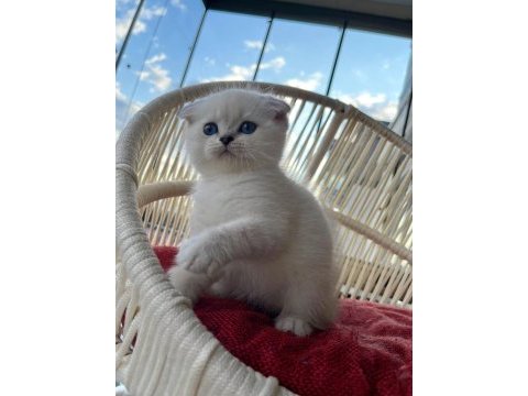 Scottish fold erkek yavrumuz yeni yuvasını arıyor