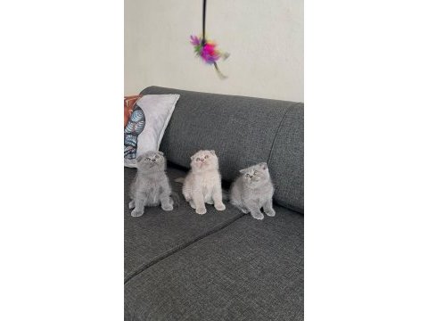 Scottish fold