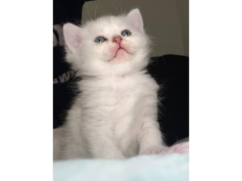 2 aylık british shorthair yavrular
