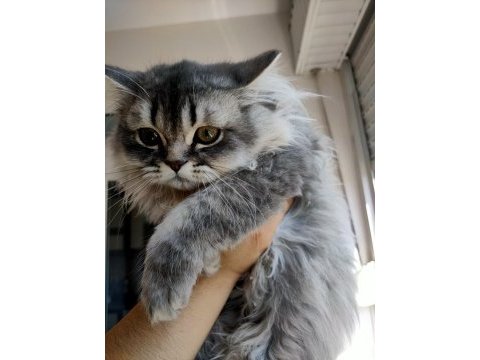 Yeşil gözlü aslan yeleli tombul british longhair kedimiz