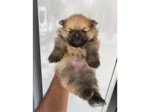 Pomeranian boo dişi yavrular