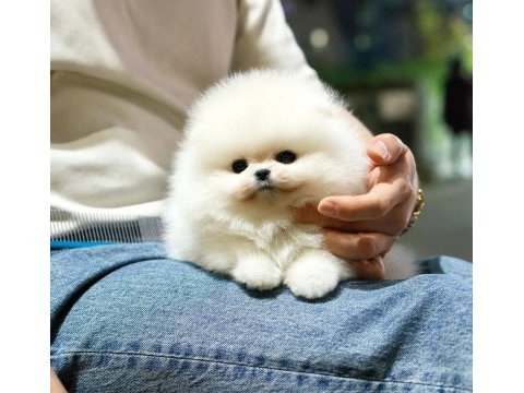 A kalite pomeranian bebekler