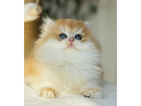 Safkan golden ny 12 muhteşem tip british longhair