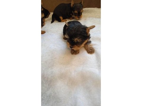 Sahibinden 3 aylık yorkshire terrier