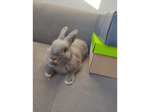 Orjinal netherland dwarf (hollanda cüce tavşan) erkek cüce