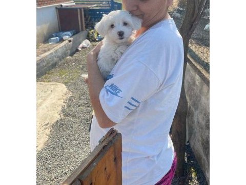2,5 aylık terrier maltese inci kızım