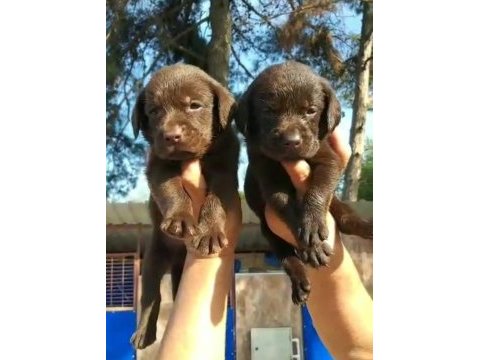 Çikolata, siyah ve şampanya labrador köpekler