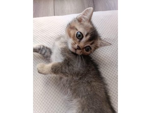 Bıcırların bıcırı british shorthair bebişlere yuva