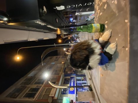 6 aylık pekinez dişi acil verilecektir