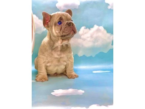 Üst kalite blue fawn french bulldog erkek