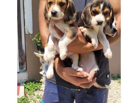 Beagle yavrularımız ırk garantilidir