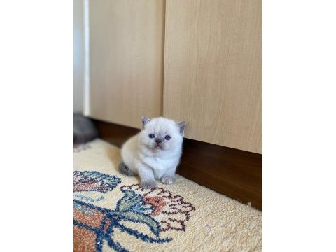 A kalite british shorthair bebekler