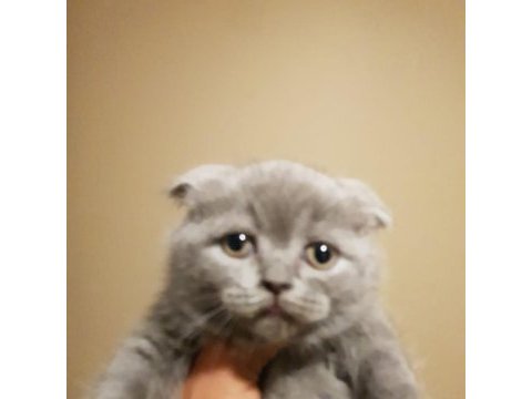 Veteriner kliniğinden safkan yavrular scottish fold