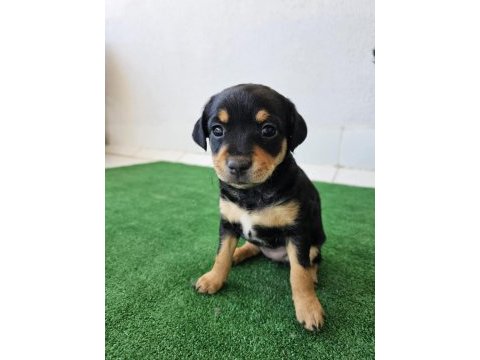 50 günlük dişi pinscher