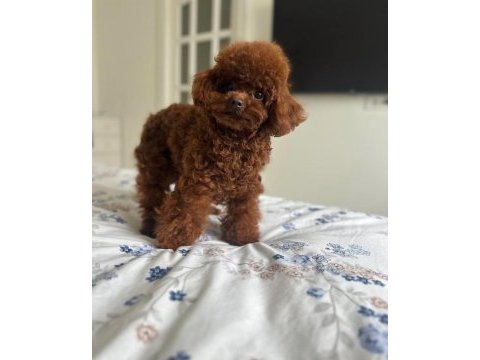 Kuşadasının en güzel maltipoo yavruları