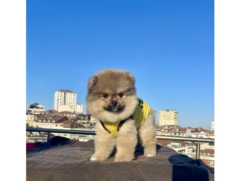 Ayı surat pomeranian boo yavrular