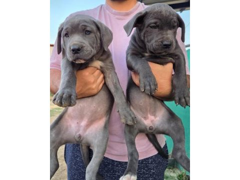 Cane corso blue