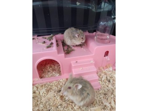 İki adet cüce hamster