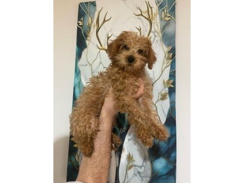 3 aylık toy poodle yavru