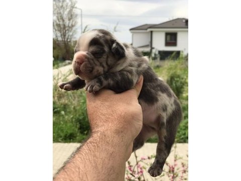 Blue lilac merly erkek ve dişi french bulldog yavrular