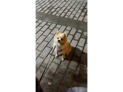 8 aylık dişi pomeranian yavrumuz