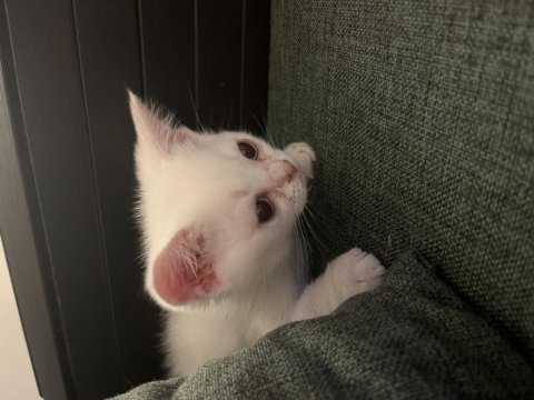 Scottish fold