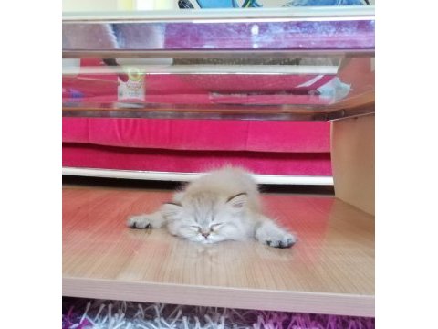 2.5 aylık dişi british shorthair kedisi