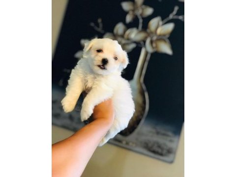 Güzel mi güzel maltipoo