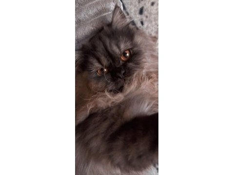 Eşyalarıyla beraber sahiplendirilecek chinchilla
