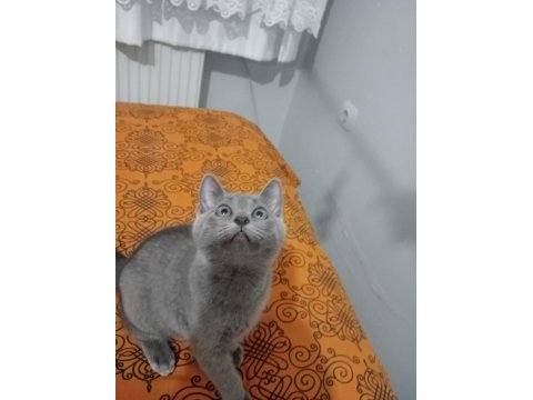 Yavrumuz sahiplendirilecektir scottish fold